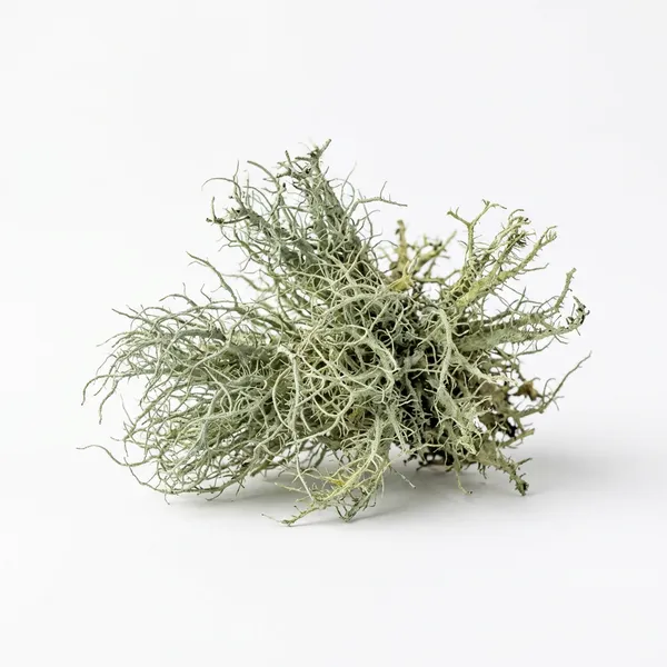 Cleopatra bileşeni — Usnea Ekstresi